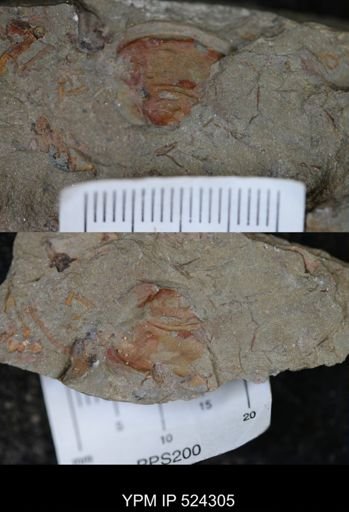 undet. Bivalvia