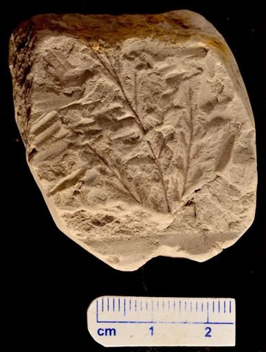 Asplenium dicksoneana