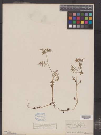 Ellisia nyctelea