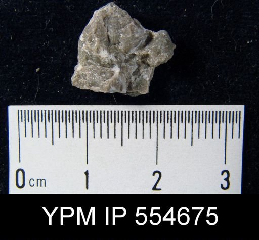 Hyattidina congesta junea