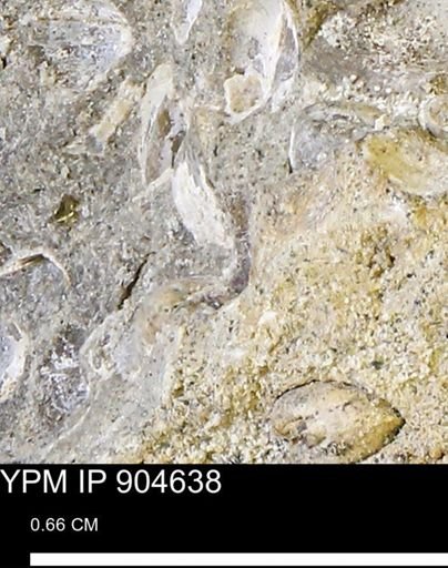 undet. Bivalvia
