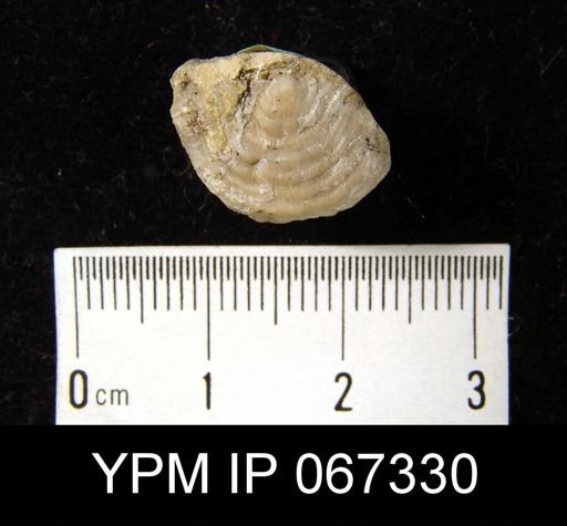 Leptaena rhomboidalis