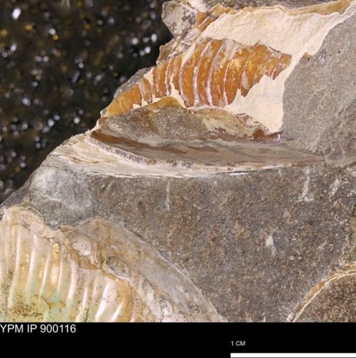 undet. Mollusca