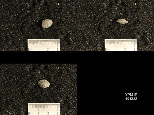 Plectorthis plicatella