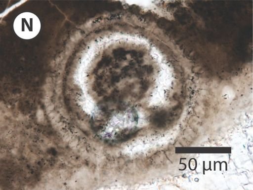 Variomargosphaeridium gracile