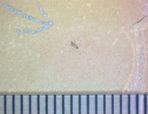 undet. Coleoptera