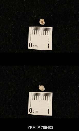 undet. Bryozoa