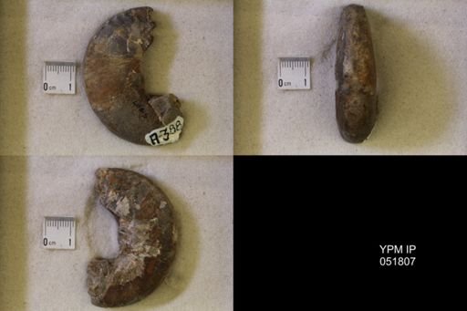 Hoploscaphites nicolletii