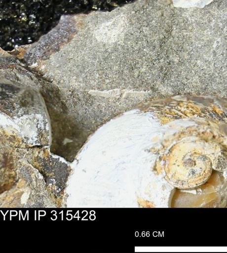 undet. Mollusca