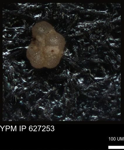 undet. Foraminiferida