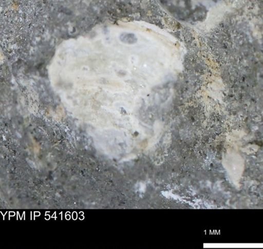 Limopsis striatopunctatus
