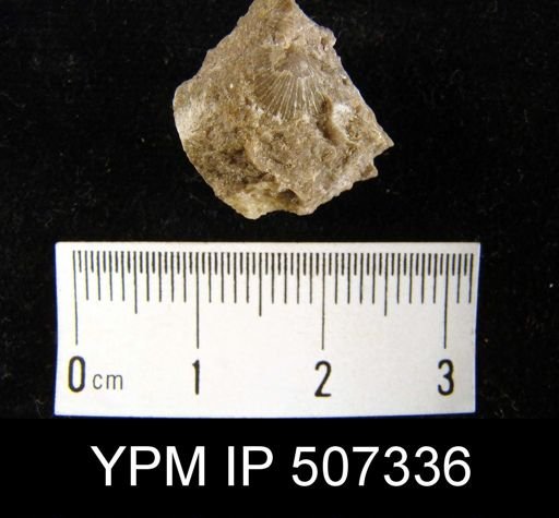 Stropheodonta concava