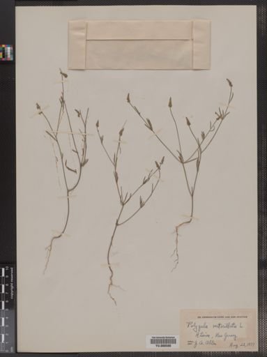 Polygala verticillata