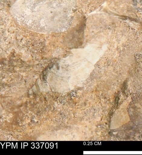 undet. Mollusca