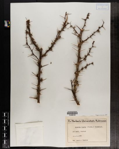 Acacia