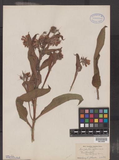 Symphytum officinale