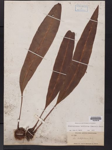 Elaphoglossum
