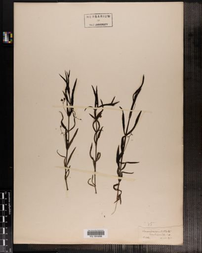Plantae