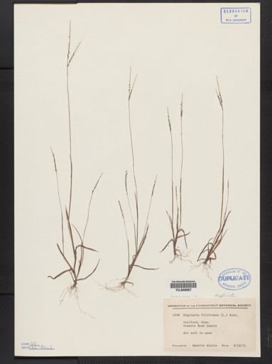 Digitaria filiformis