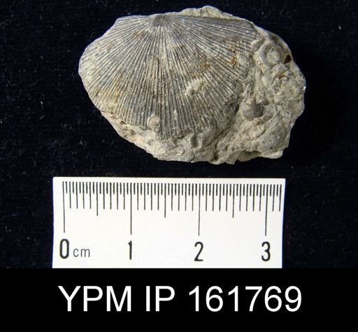 Schuchertella subplana