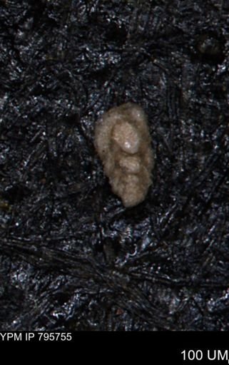Verneuilina canadensis