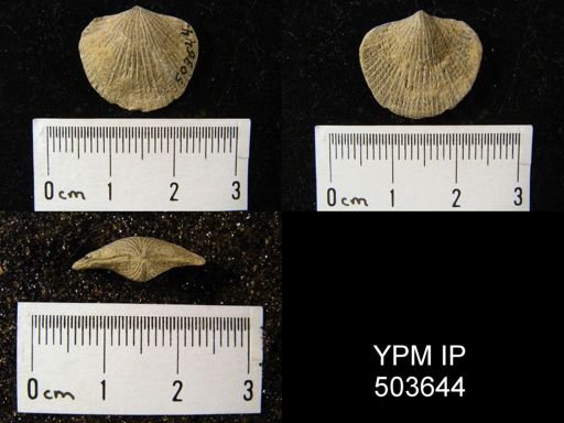 Atrypa sp.