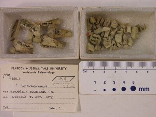 Metacheiromys?