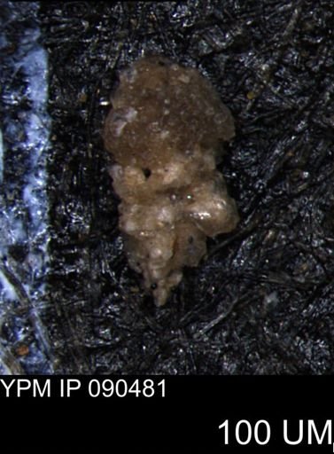 Verneuilina canadensis
