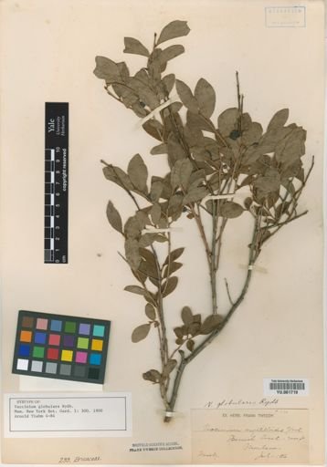 Vaccinium globulare