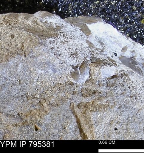 undet. Bivalvia