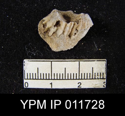 Marginifera reticulata