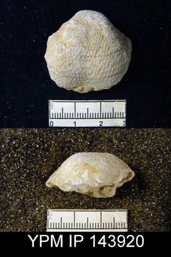 Productus (Waagenoconcha) humboldti