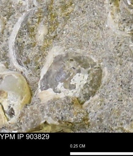 Corbulamella?