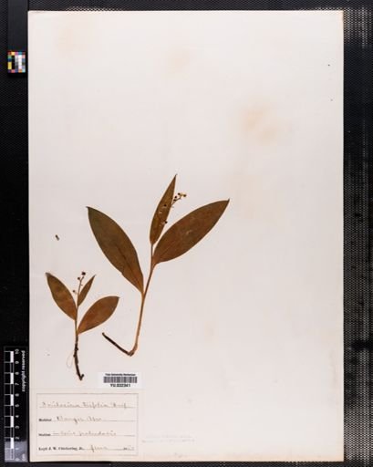 Maianthemum