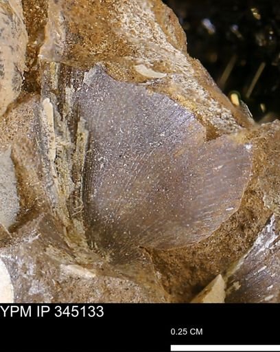 Limopsis striatopunctatus