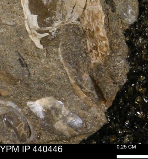 undet. Bivalvia