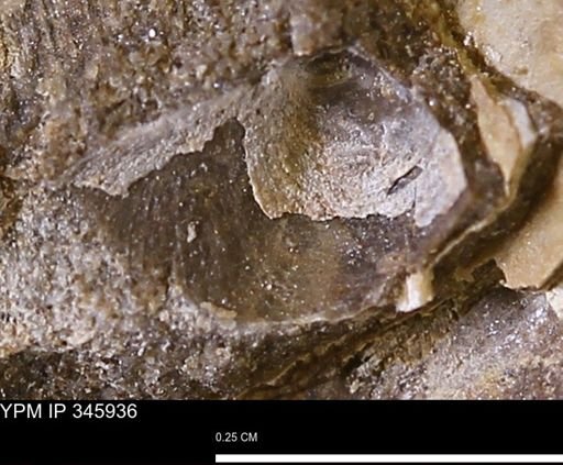 undet. Bivalvia