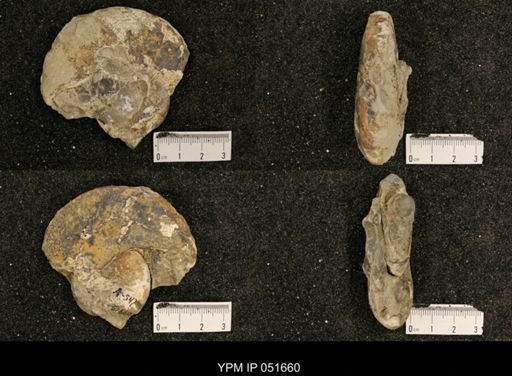 Hoploscaphites nicolletii