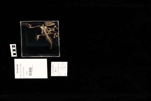Oplurus quadrimaculatus