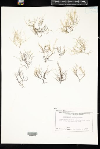 Polysiphonia echinata