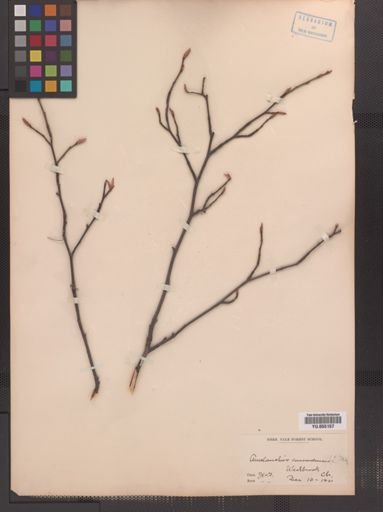 Amelanchier canadensis