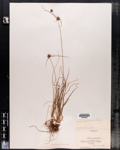 Cyperus filiculmis