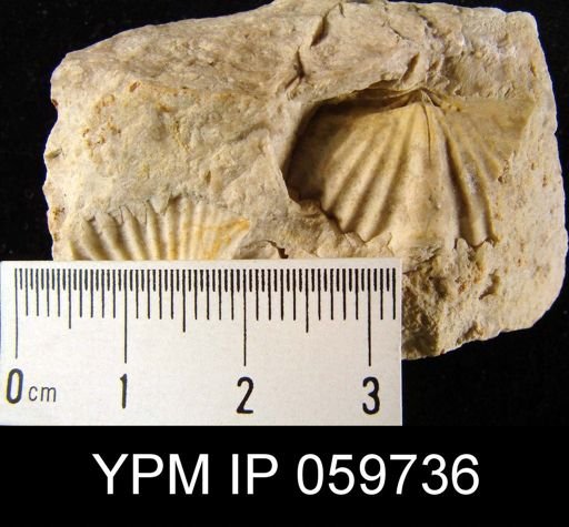 Spirifer worthenanus