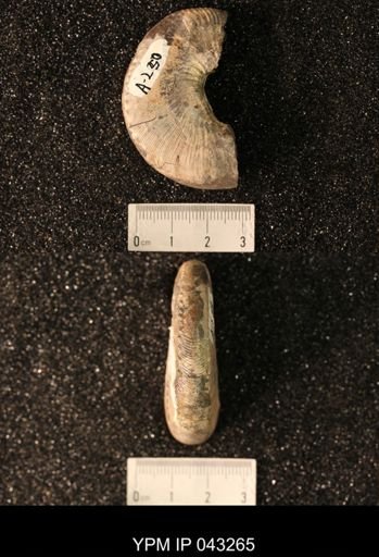Hoploscaphites nicolletii
