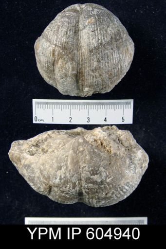 Spirifer (Mesochorispira) sp.