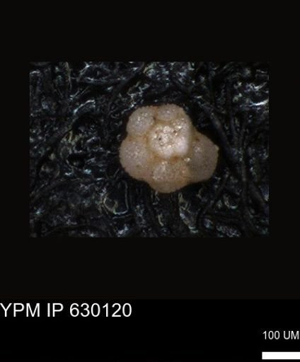 undet. Foraminiferida