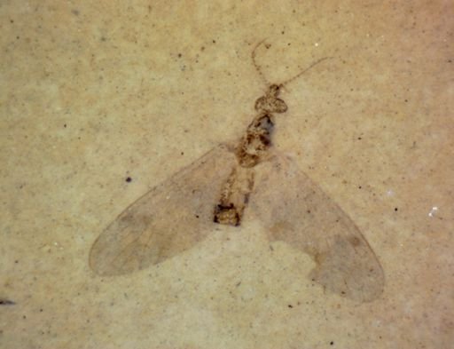 Diptera?