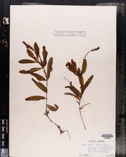 Potamogeton alpinus