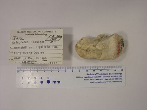 Teleoceras fossiger