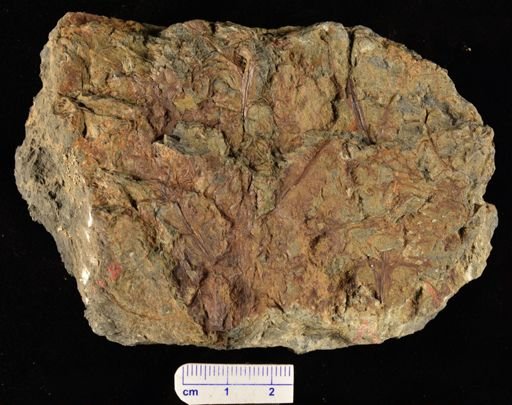Pertica
